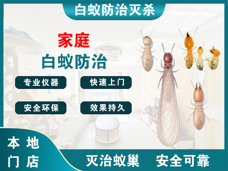 江山家庭白蚁防治